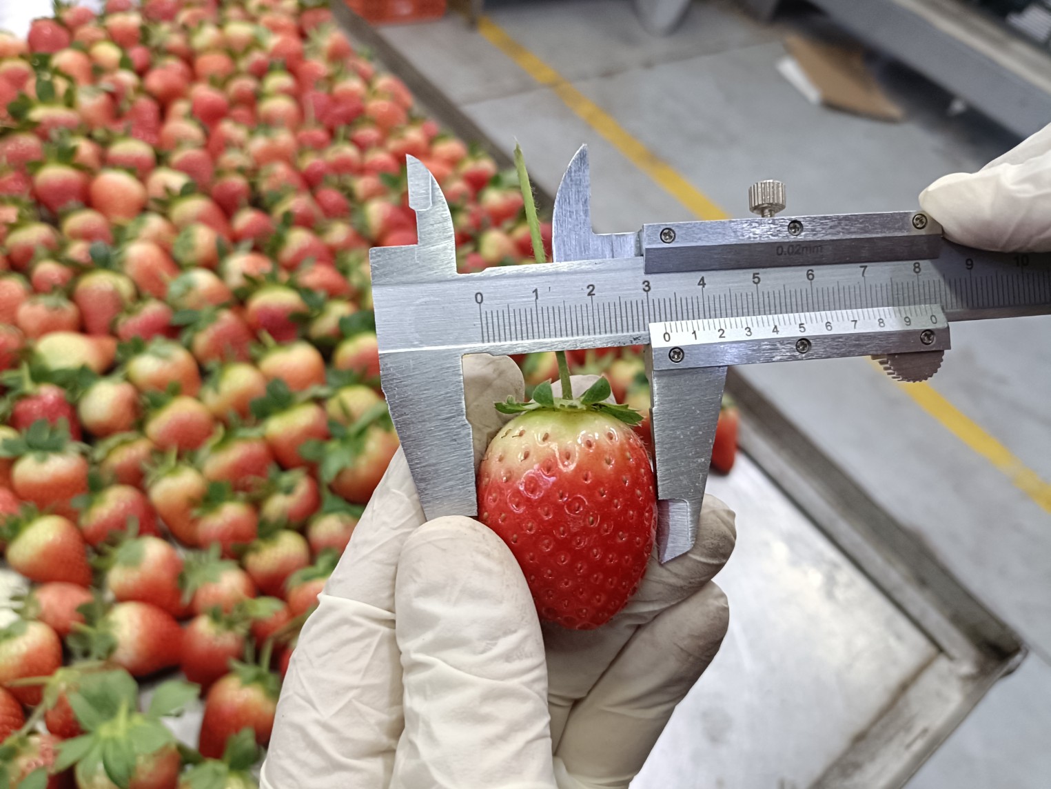 Greece Fruit QA Inspector Surveys Greece Fruit Inspection QC Services